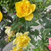 ヒメ日記 2025/10/01 23:34 投稿 さら 札幌ススキノちゃんこ