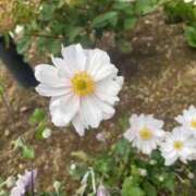 ヒメ日記 2025/10/14 23:34 投稿 さら 札幌ススキノちゃんこ