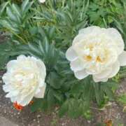 ヒメ日記 2025/10/23 04:54 投稿 さら 札幌ススキノちゃんこ