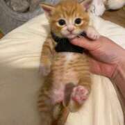 ヒメ日記 2025/08/19 00:54 投稿 みさと 札幌ススキノちゃんこ