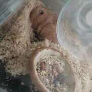 ヒメ日記 2025/12/20 23:54 投稿 みさと 札幌ススキノちゃんこ