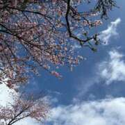 ヒメ日記 2025/04/27 12:06 投稿 とんとろ 札幌ススキノちゃんこ