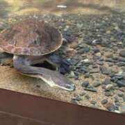 ヒメ日記 2025/04/30 14:04 投稿 とんとろ 札幌ススキノちゃんこ