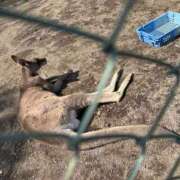 ヒメ日記 2025/04/30 22:44 投稿 とんとろ 札幌ススキノちゃんこ