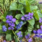 ヒメ日記 2025/05/13 14:54 投稿 とんとろ 札幌ススキノちゃんこ