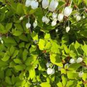 ヒメ日記 2025/05/16 13:44 投稿 とんとろ 札幌ススキノちゃんこ