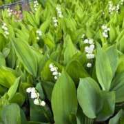 ヒメ日記 2025/05/27 14:24 投稿 とんとろ 札幌ススキノちゃんこ