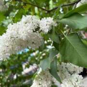 ヒメ日記 2025/05/28 14:34 投稿 とんとろ 札幌ススキノちゃんこ