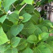 ヒメ日記 2025/06/11 19:44 投稿 とんとろ 札幌ススキノちゃんこ