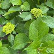 ヒメ日記 2025/06/19 18:54 投稿 とんとろ 札幌ススキノちゃんこ