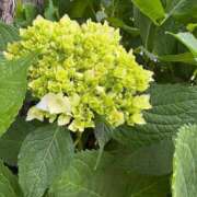 ヒメ日記 2025/06/21 21:04 投稿 とんとろ 札幌ススキノちゃんこ