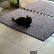 ヒメ日記 2025/06/23 16:54 投稿 とんとろ 札幌ススキノちゃんこ