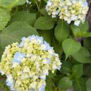 ヒメ日記 2025/06/27 14:44 投稿 とんとろ 札幌ススキノちゃんこ