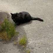 ヒメ日記 2025/06/28 12:44 投稿 とんとろ 札幌ススキノちゃんこ
