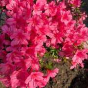 ヒメ日記 2025/07/03 23:54 投稿 とんとろ 札幌ススキノちゃんこ