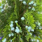 ヒメ日記 2025/07/05 16:04 投稿 とんとろ 札幌ススキノちゃんこ