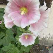 ヒメ日記 2025/07/13 19:54 投稿 とんとろ 札幌ススキノちゃんこ