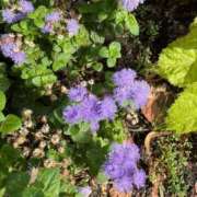 ヒメ日記 2025/07/31 16:44 投稿 とんとろ 札幌ススキノちゃんこ