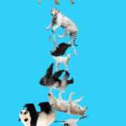 ヒメ日記 2025/08/05 04:44 投稿 とんとろ 札幌ススキノちゃんこ