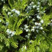 ヒメ日記 2025/09/02 22:24 投稿 とんとろ 札幌ススキノちゃんこ