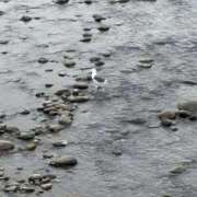 ヒメ日記 2025/09/10 21:34 投稿 とんとろ 札幌ススキノちゃんこ