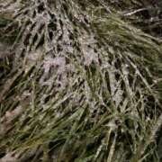 ヒメ日記 2025/10/28 18:05 投稿 とんとろ 札幌ススキノちゃんこ