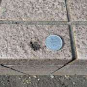 とんとろ でかっ🐜 札幌ススキノちゃんこ