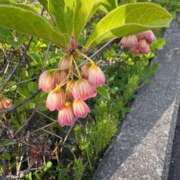 ヒメ日記 2026/05/25 16:44 投稿 とんとろ 札幌ススキノちゃんこ