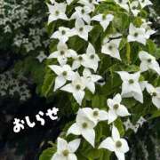 ヒメ日記 2026/06/22 12:24 投稿 とんとろ 札幌ススキノちゃんこ