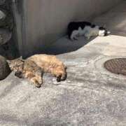 ヒメ日記 2025/09/05 01:04 投稿 りぼん 札幌ススキノちゃんこ