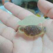 ヒメ日記 2025/09/05 03:41 投稿 りぼん 札幌ススキノちゃんこ