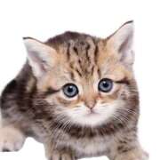 ヒメ日記 2025/10/17 22:34 投稿 りぼん 札幌ススキノちゃんこ