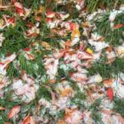 ヒメ日記 2025/05/06 20:34 投稿 りり 札幌ススキノちゃんこ