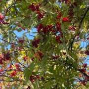 りり 出勤♡ 札幌ススキノちゃんこ