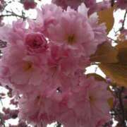 ヒメ日記 2025/05/14 10:34 投稿 ている 札幌ススキノちゃんこ