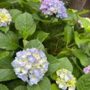 ヒメ日記 2025/05/24 14:30 投稿 みこと【極上のおっぱい美少女】 STELLA TOKYO－ステラトウキョウ－