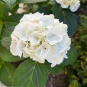 ヒメ日記 2025/05/30 14:33 投稿 みこと【極上のおっぱい美少女】 STELLA TOKYO－ステラトウキョウ－