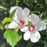 ヒメ日記 2025/06/28 15:27 投稿 みこと【極上のおっぱい美少女】 STELLA TOKYO－ステラトウキョウ－