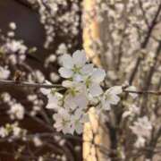 ヒメ日記 2026/04/02 20:28 投稿 みこと【極上のおっぱい美少女】 STELLA TOKYO－ステラトウキョウ－