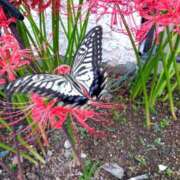 ヒメ日記 2025/05/20 13:43 投稿 八神 熟女の風俗最終章　鶯谷店