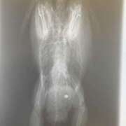 ヒメ日記 2025/05/21 21:12 投稿 桜木ミコ ビギナーズエステ ROOMiE＋（ルーミープラス）