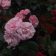 ヒメ日記 2025/05/27 19:13 投稿 桜木ミコ ビギナーズエステ ROOMiE＋（ルーミープラス）