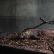 ヒメ日記 2025/06/11 20:31 投稿 桜木ミコ ビギナーズエステ ROOMiE＋（ルーミープラス）