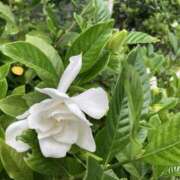 ヒメ日記 2025/06/16 18:48 投稿 桜木ミコ ビギナーズエステ ROOMiE＋（ルーミープラス）