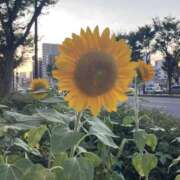 ヒメ日記 2025/07/29 18:51 投稿 桜木ミコ ビギナーズエステ ROOMiE＋（ルーミープラス）