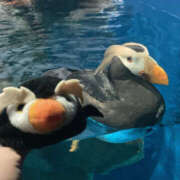 ヒメ日記 2025/09/24 18:18 投稿 桜木ミコ ビギナーズエステ ROOMiE＋（ルーミープラス）