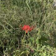 ヒメ日記 2025/10/07 20:10 投稿 桜木ミコ ビギナーズエステ ROOMiE＋（ルーミープラス）