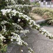 ヒメ日記 2026/03/13 23:04 投稿 桜木ミコ ビギナーズエステ ROOMiE＋（ルーミープラス）