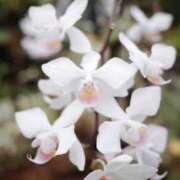 ヒメ日記 2026/03/16 21:06 投稿 桜木ミコ ビギナーズエステ ROOMiE＋（ルーミープラス）