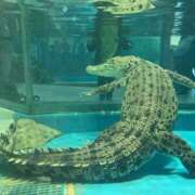 ヒメ日記 2026/03/31 00:08 投稿 桜木ミコ ビギナーズエステ ROOMiE＋（ルーミープラス）